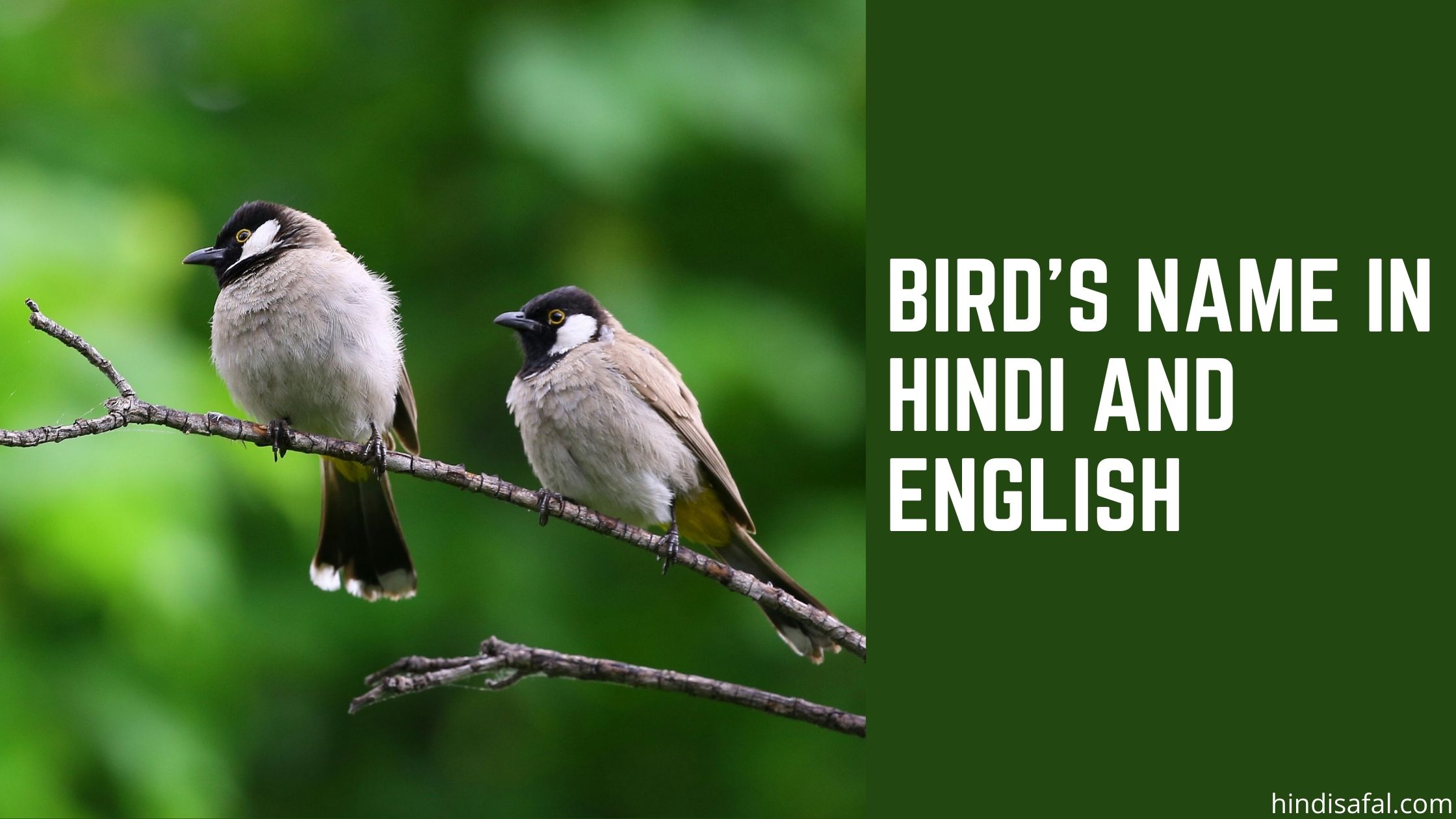 Birds Name In Hindi And English 50 Hindisafal